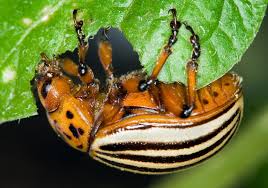 Attēlu rezultāti vaicājumam “Leptinotarsa decemlineata”