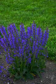 Image result for Salvia pratensis