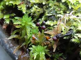 Attēlu rezultāti vaicājumam “Sphagnum sporophyte”