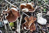 Attēlu rezultāti vaicājumam “Disciotis venosa”