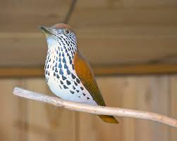 Image result for Hylocichla mustelina