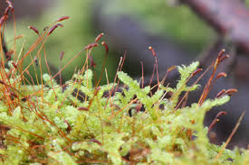 Attēlu rezultāti vaicājumam “Hypnum cupressiforme var. lacunosum”