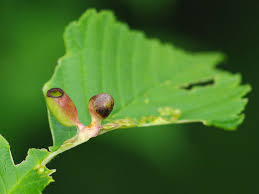 Attēlu rezultāti vaicājumam “Tetraneura ulmi”