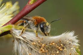 Attēlu rezultāti vaicājumam “Andrena haemorrhoa female”