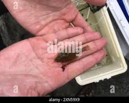 Image result for Parophrys vetulus