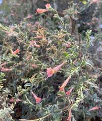 Attēlu rezultāti vaicājumam “Epilobium roseum flower”