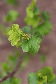 Attēlu rezultāti vaicājumam “Ribes nigrum leaf”