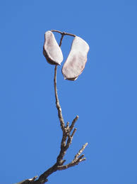 Attēlu rezultāti vaicājumam “Gymnocladus dioicus bud”
