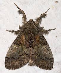 Attēlu rezultāti vaicājumam “Badhamiopsis macrospora sessile”