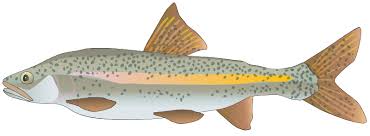 Image result for Ptychocheilus grandis