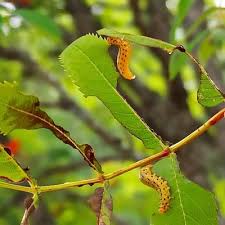 Attēlu rezultāti vaicājumam “Pristiphora maesta”