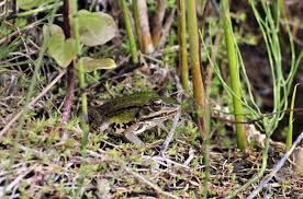 Attēlu rezultāti vaicājumam “Pelophylax juvenile”
