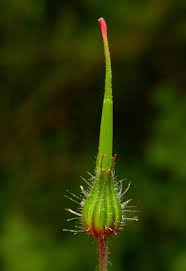 Attēlu rezultāti vaicājumam “Geranium robertianum fruit”