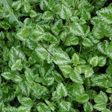 Attēlu rezultāti vaicājumam “Lamiastrum galeobdolon leaf”