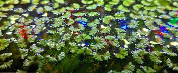 Attēlu rezultāti vaicājumam “Ricciocarpos natans”