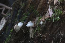 Attēlu rezultāti vaicājumam “Mutinus ravenelii”