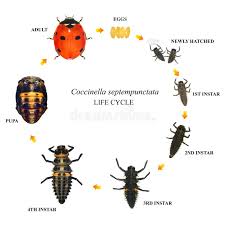 Attēlu rezultāti vaicājumam “Coccinella septempunctata larva”