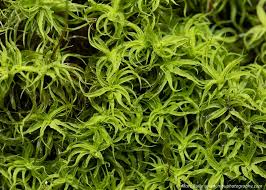 Attēlu rezultāti vaicājumam “Tortella tortuosa”