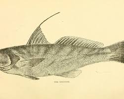 Image result for Menticirrhus americanus