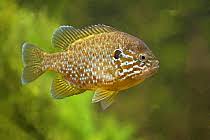 Image result for Lepomis gibbosus