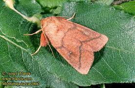 Attēlu rezultāti vaicājumam “Mythimna turca”