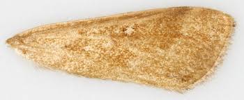 Attēlu rezultāti vaicājumam “Parapoynx stratiotata female”