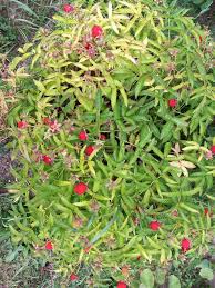 Attēlu rezultāti vaicājumam “Rubus illecebrosus”