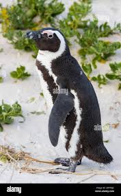 Image result for Spheniscus demersus