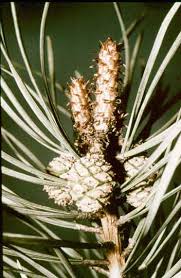 Attēlu rezultāti vaicājumam “Pinus sylvestris male flower”