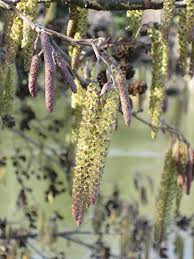 Attēlu rezultāti vaicājumam “Alnus glutinosa female flower”