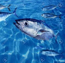 Image result for Thunnus atlanticus