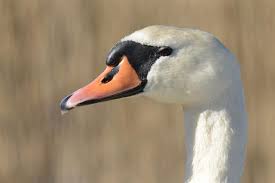 Attēlu rezultāti vaicājumam “Cygnus olor”