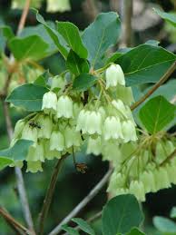 Attēlu rezultāti vaicājumam “Enkianthus chinensis flower”