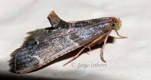 Attēlu rezultāti vaicājumam “Pyralis farinalis”