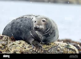 Image result for Halichoerus grypus