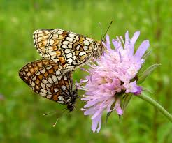 Attēlu rezultāti vaicājumam “Phalonidea permixtana”