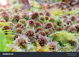 Attēlu rezultāti vaicājumam “Sphagnum capillifolium”