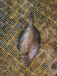 Image result for Glyptocephalus cynoglossus