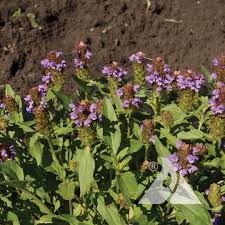 Attēlu rezultāti vaicājumam “Prunella vulgaris”