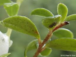 Attēlu rezultāti vaicājumam “Vaccinium vitis-idaea leaf”