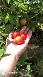 Afbeeldingsresultaat voor principe borghese tomato