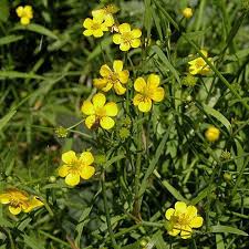 Attēlu rezultāti vaicājumam “Ranunculus flammula flower”
