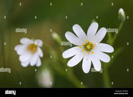 Attēlu rezultāti vaicājumam “Stellaria holostea fruit”