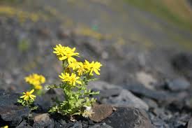 Attēlu rezultāti vaicājumam “Senecio vernalis flower”