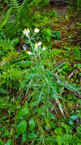 Attēlu rezultāti vaicājumam “Anaphalis margaritacea leaf”