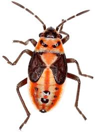 Attēlu rezultāti vaicājumam “Lygaeidae”