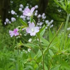Attēlu rezultāti vaicājumam “Epilobium montanum”