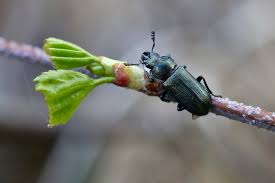 Attēlu rezultāti vaicājumam “Platycerus caraboides”