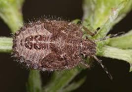 Attēlu rezultāti vaicājumam “Dolycoris baccarum”