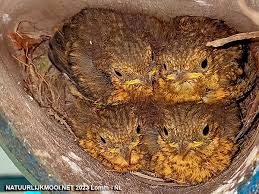 Attēlu rezultāti vaicājumam “Erithacus rubecula nest”